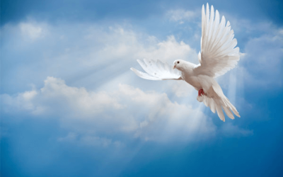 AANGEPASTE OPENINGSTIJDEN